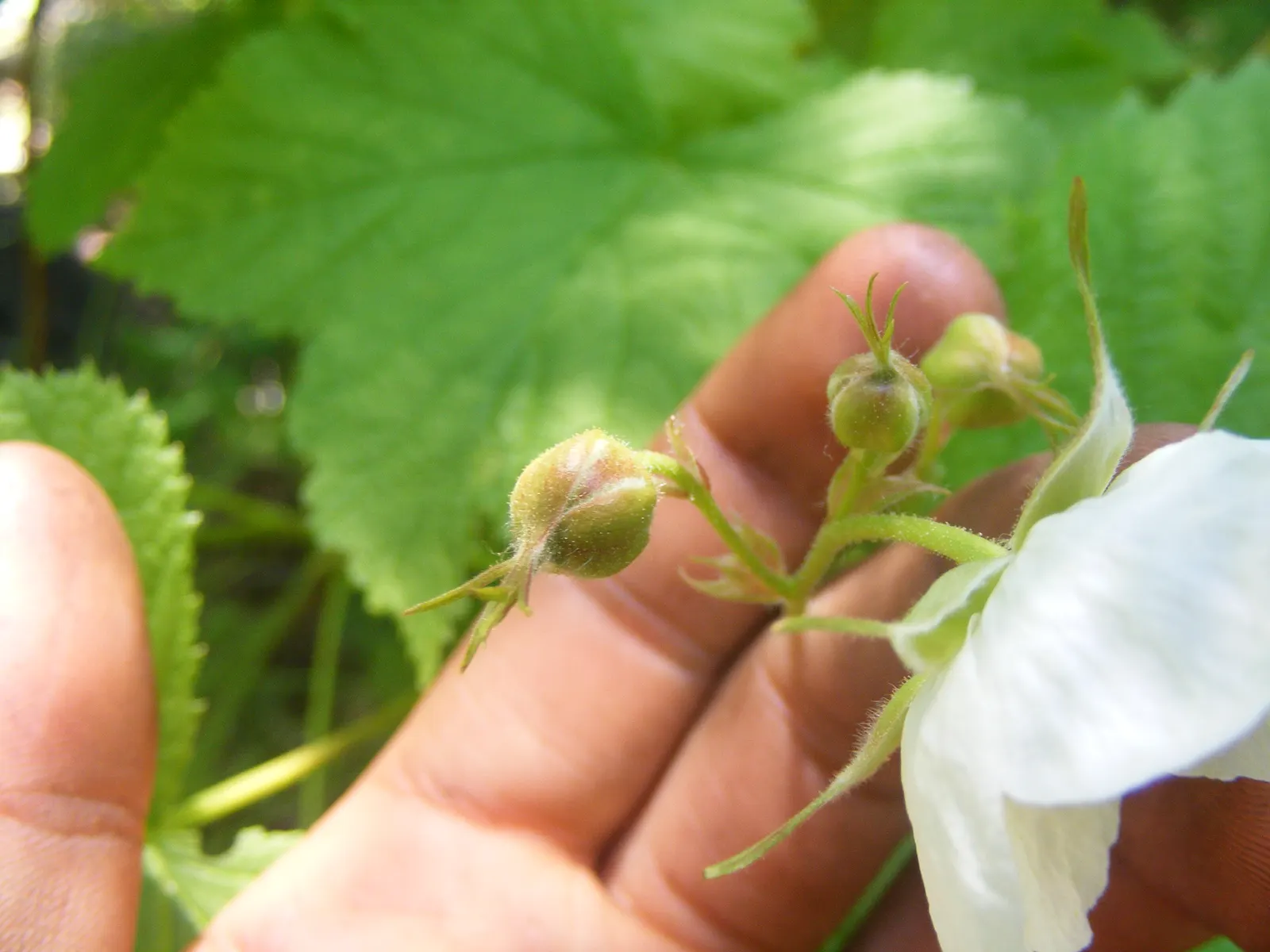 Western Thimbleberry (Rubus Parviflorus) — spanning 4 to 8 inches across