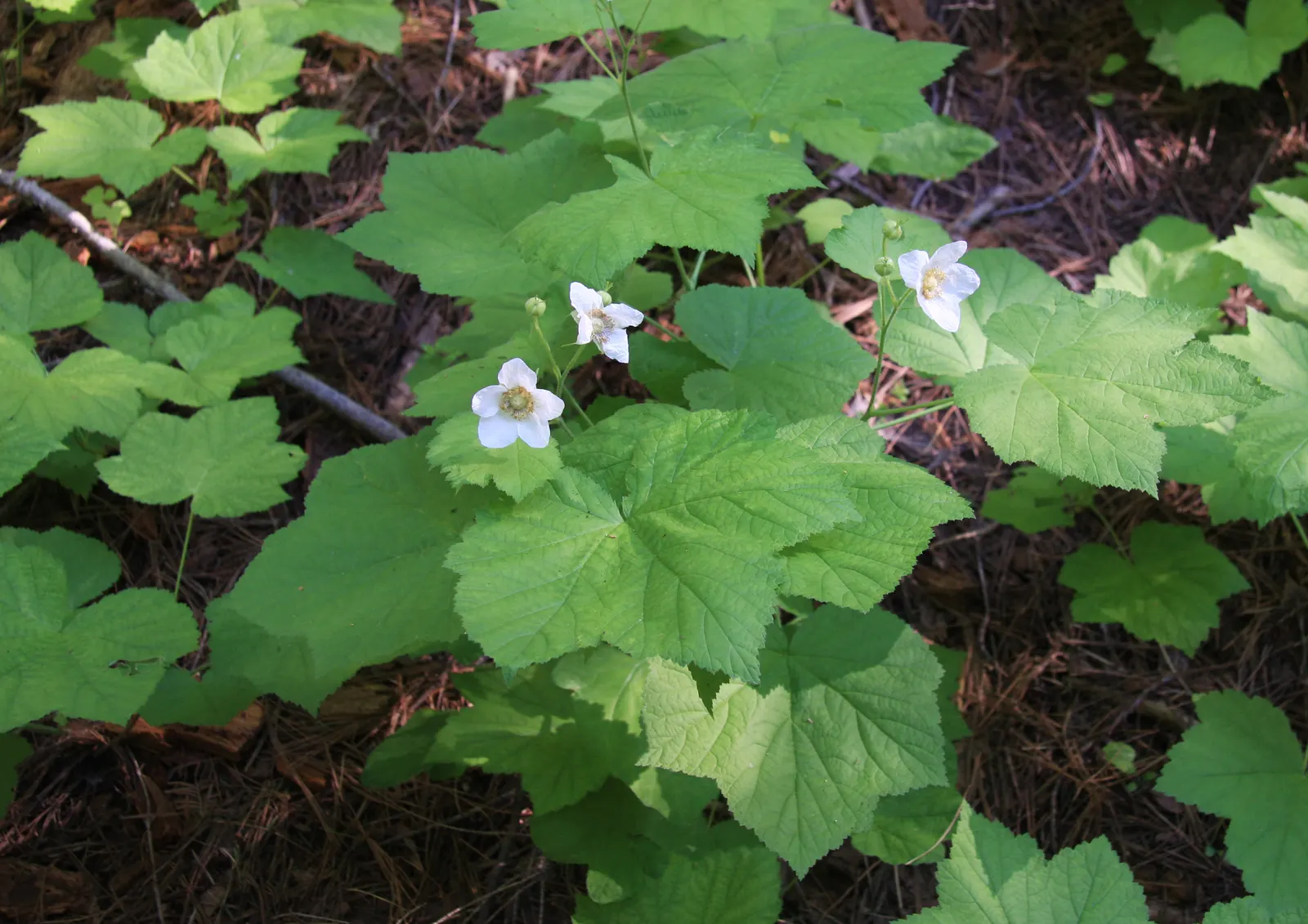 Western Thimbleberry (Rubus Parviflorus) — Prefers partial shade to full sun with moist, well-drained soil, image 39