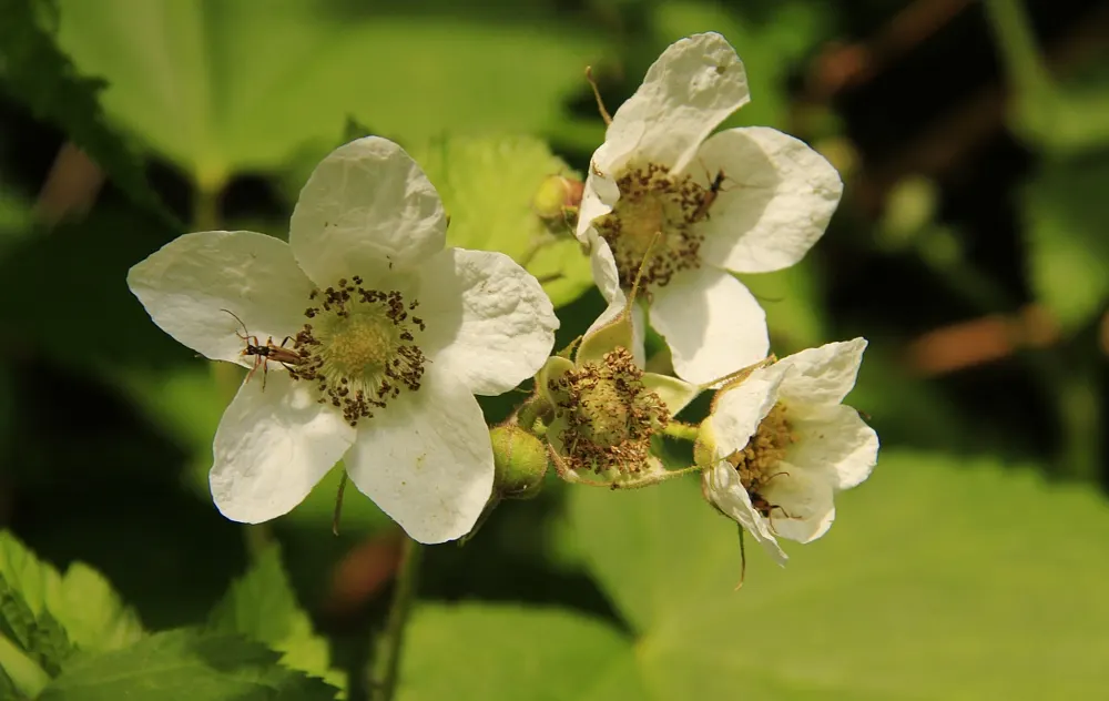 Western Thimbleberry (Rubus Parviflorus) — A favorite in woodland gardens and naturalized areas; spanning 4 to 8 inches across, image 78