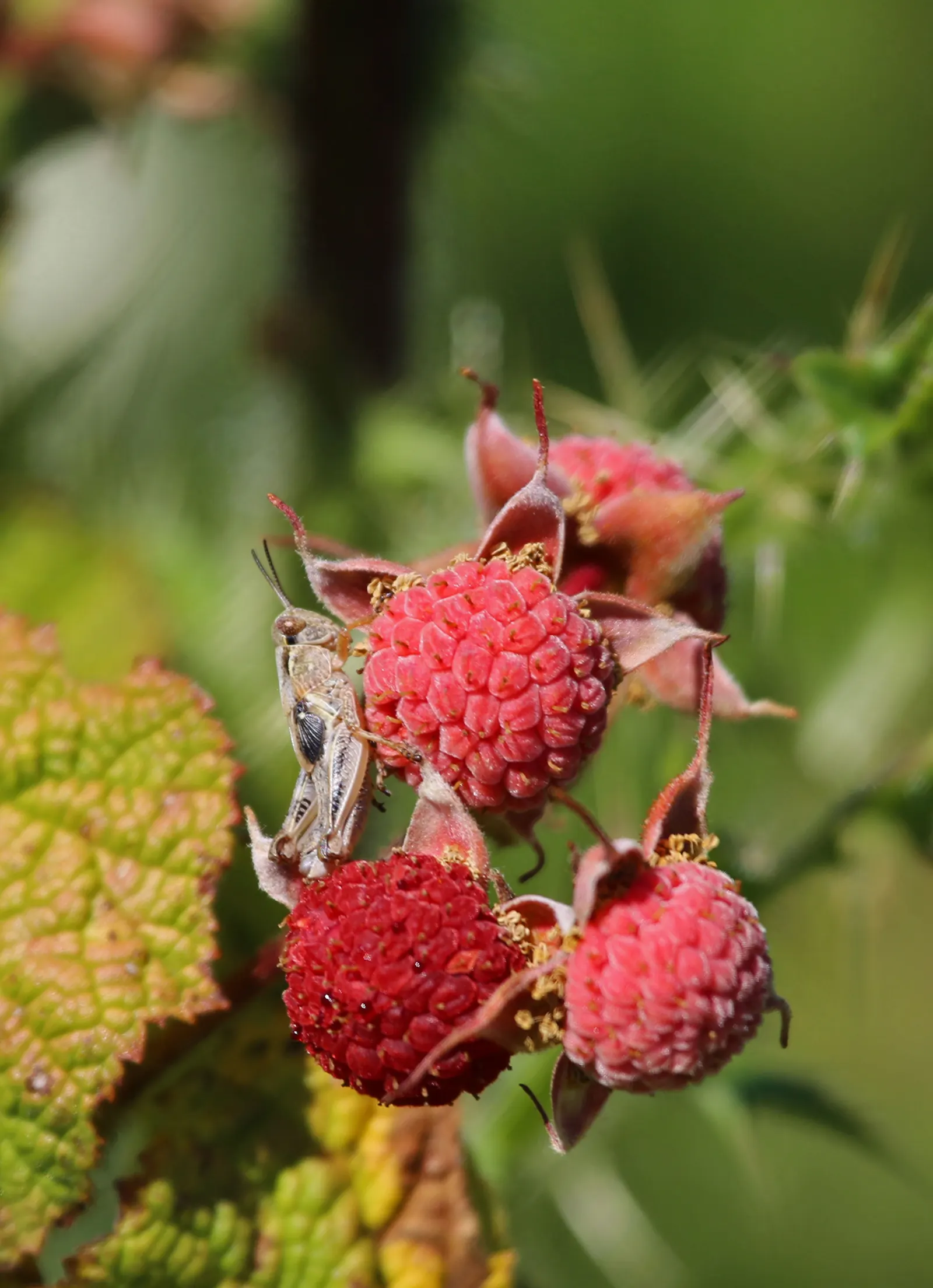 Western Thimbleberry (Rubus Parviflorus) — including bees and butterflies