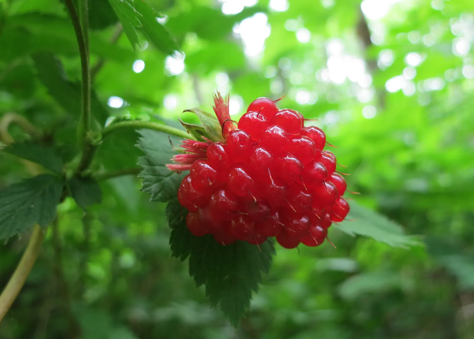 Western Thimbleberry (Rubus Parviflorus) — adding ecological value to your garden, image 94