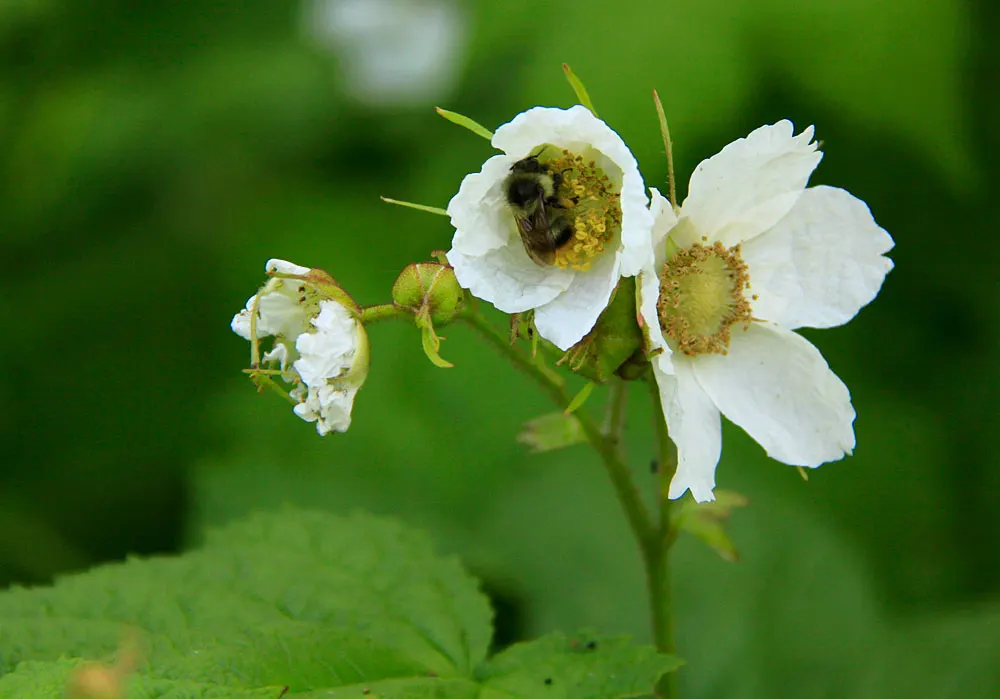 Western Thimbleberry (Rubus Parviflorus) — It reaches 3-8 feet in height with equal spread; it produces clusters of 1 to 2-inch wide, image 69