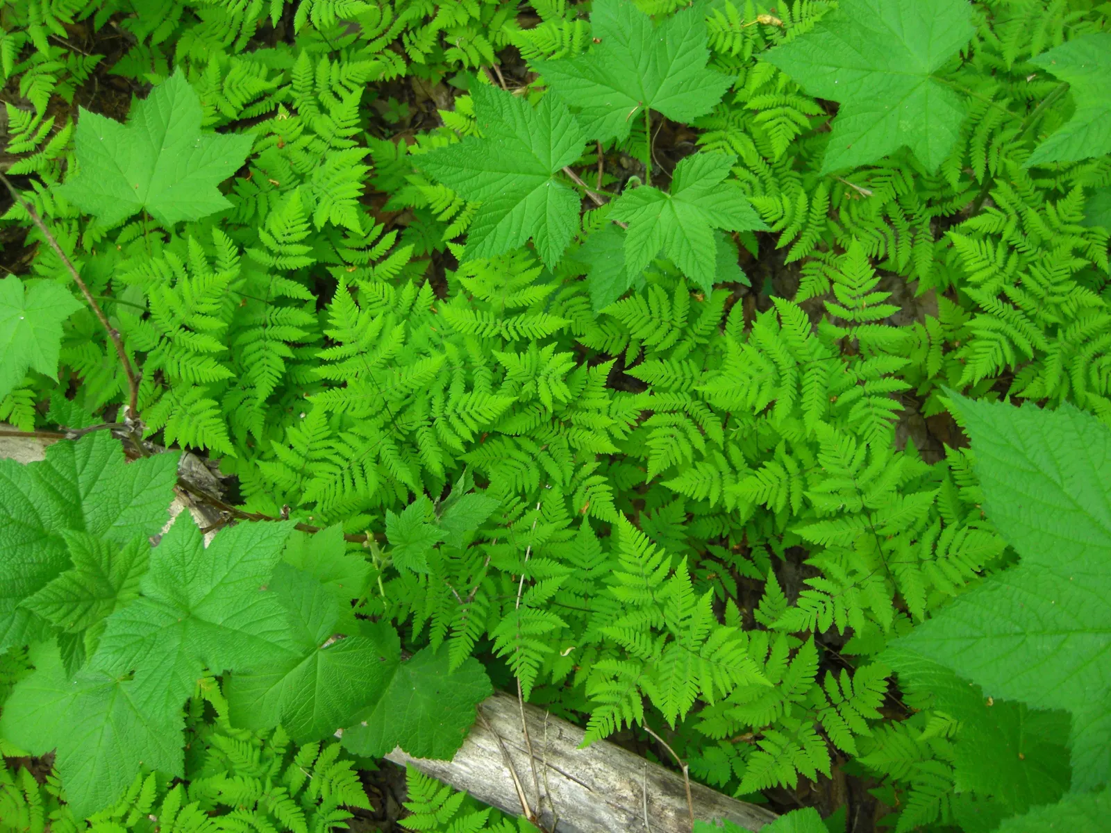 Western Thimbleberry (Rubus Parviflorus) — thriving in USDA zones 4-9; though it can tolerate direct sunlight in cooler climates