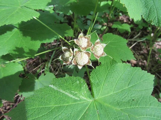 Western Thimbleberry (Rubus Parviflorus) — Prefers partial shade to full sun with moist, well-drained soil, image 72