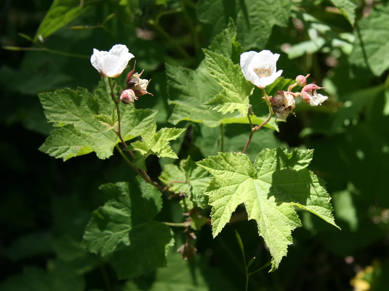 Western Thimbleberry (Rubus Parviflorus) — thimble-shaped fruits in late summer