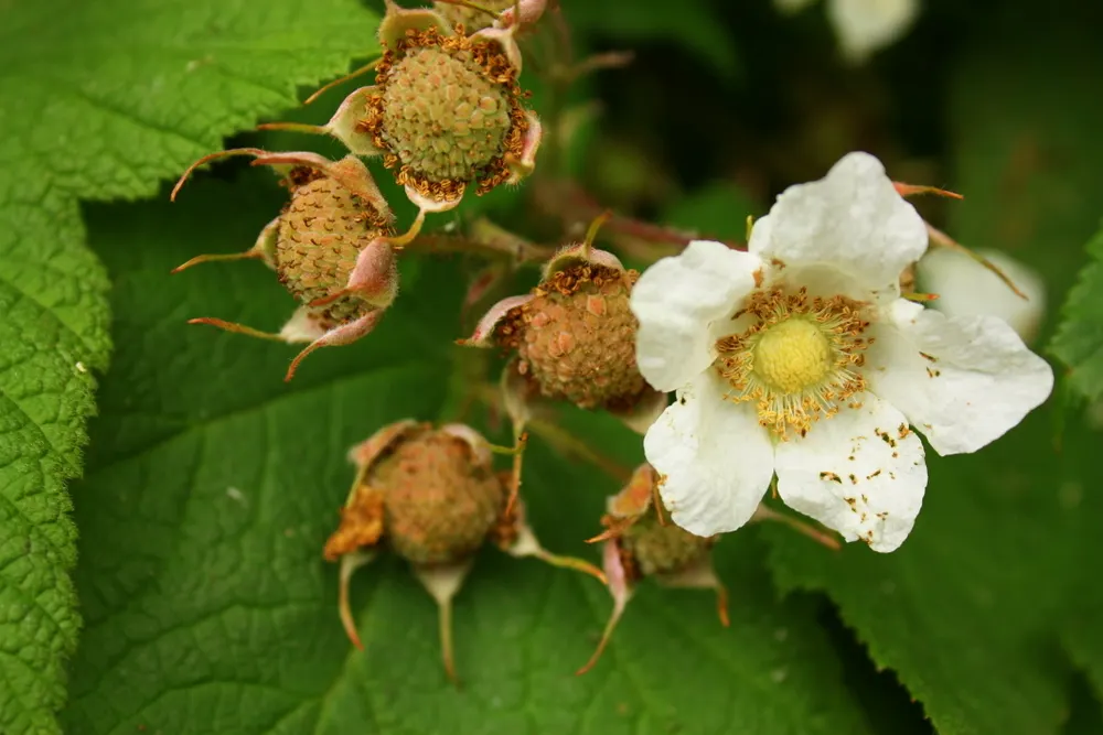 Western Thimbleberry (Rubus Parviflorus) — This versatile shrub flourishes in USDA hardiness zones 4 through 7 and prefers partial to full shade
