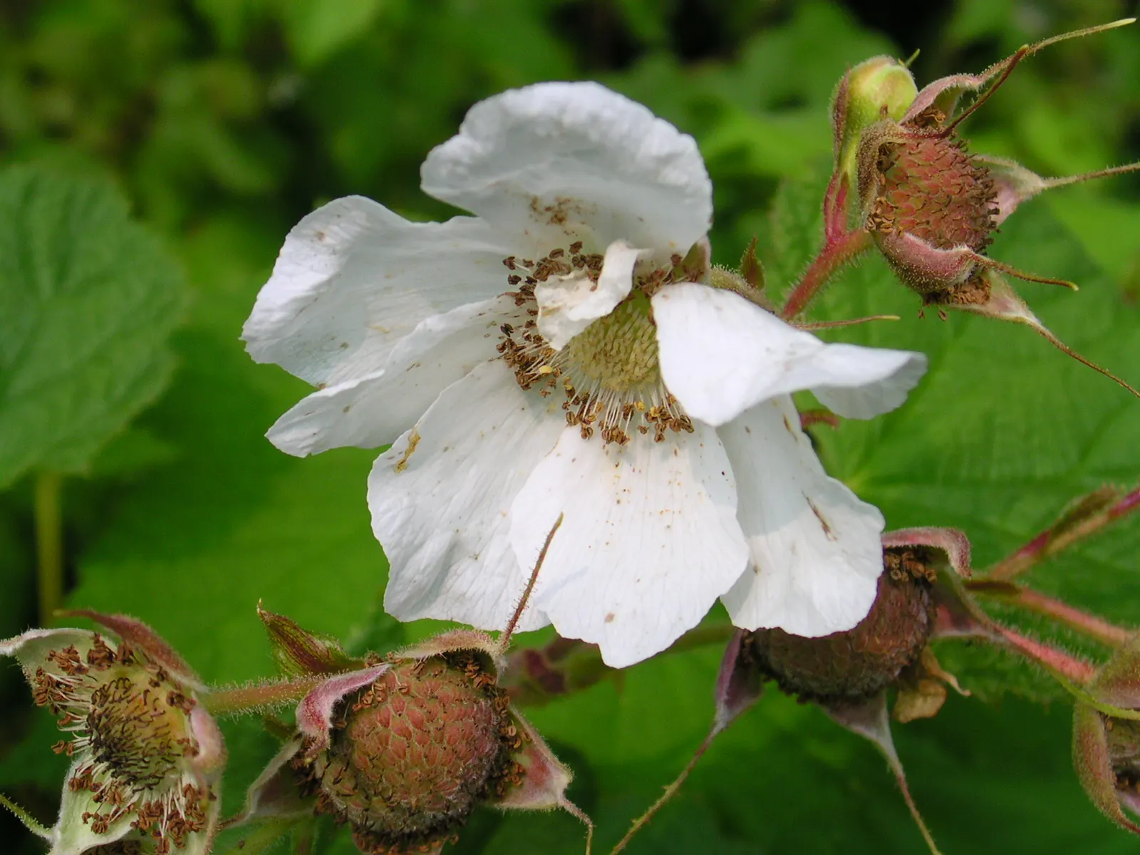 Western Thimbleberry (Rubus Parviflorus) — white flowers in the garden; are soft and velvety to the touch and create a lush, image 97