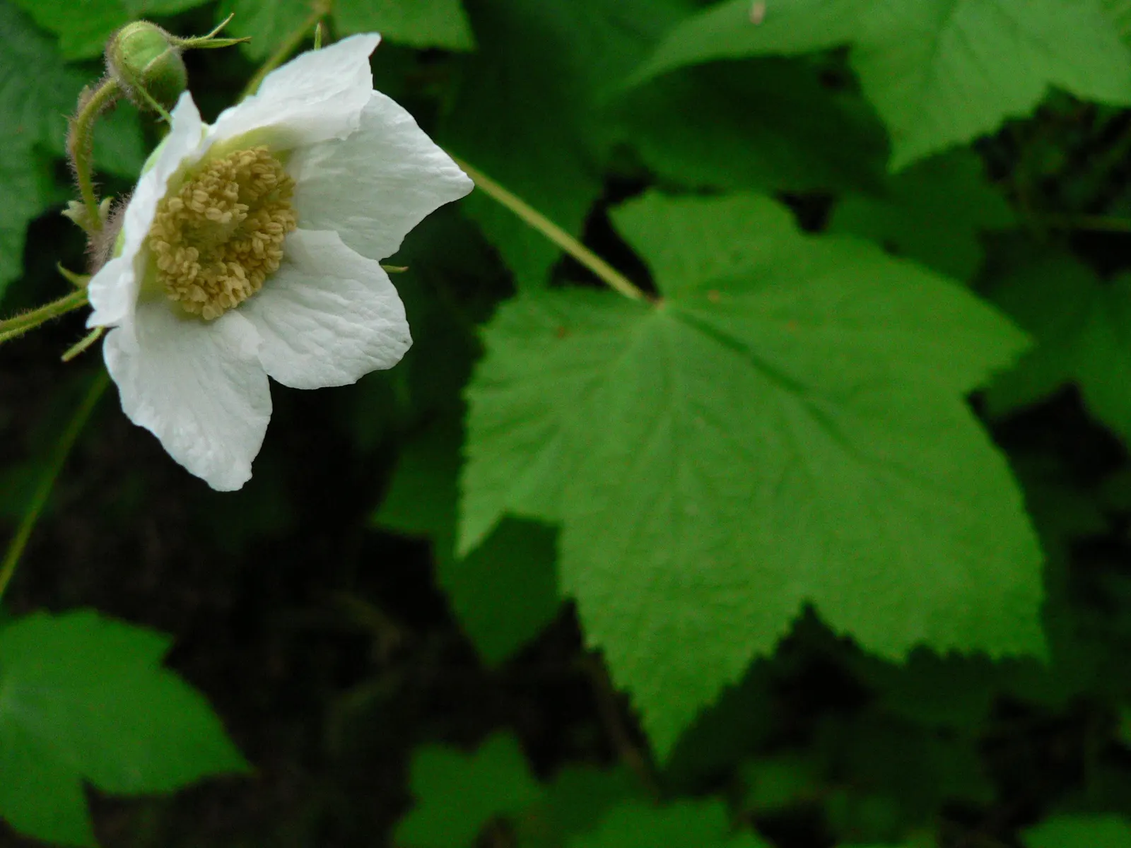 Western Thimbleberry (Rubus Parviflorus) — it produces clusters of 1 to 2-inch wide; or simply enjoyed fresh.<br><br>Though low-maintenance, image 84