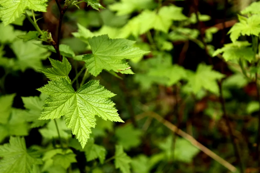 Western Thimbleberry (Rubus Parviflorus) — saucer-shaped flowers with five white petals