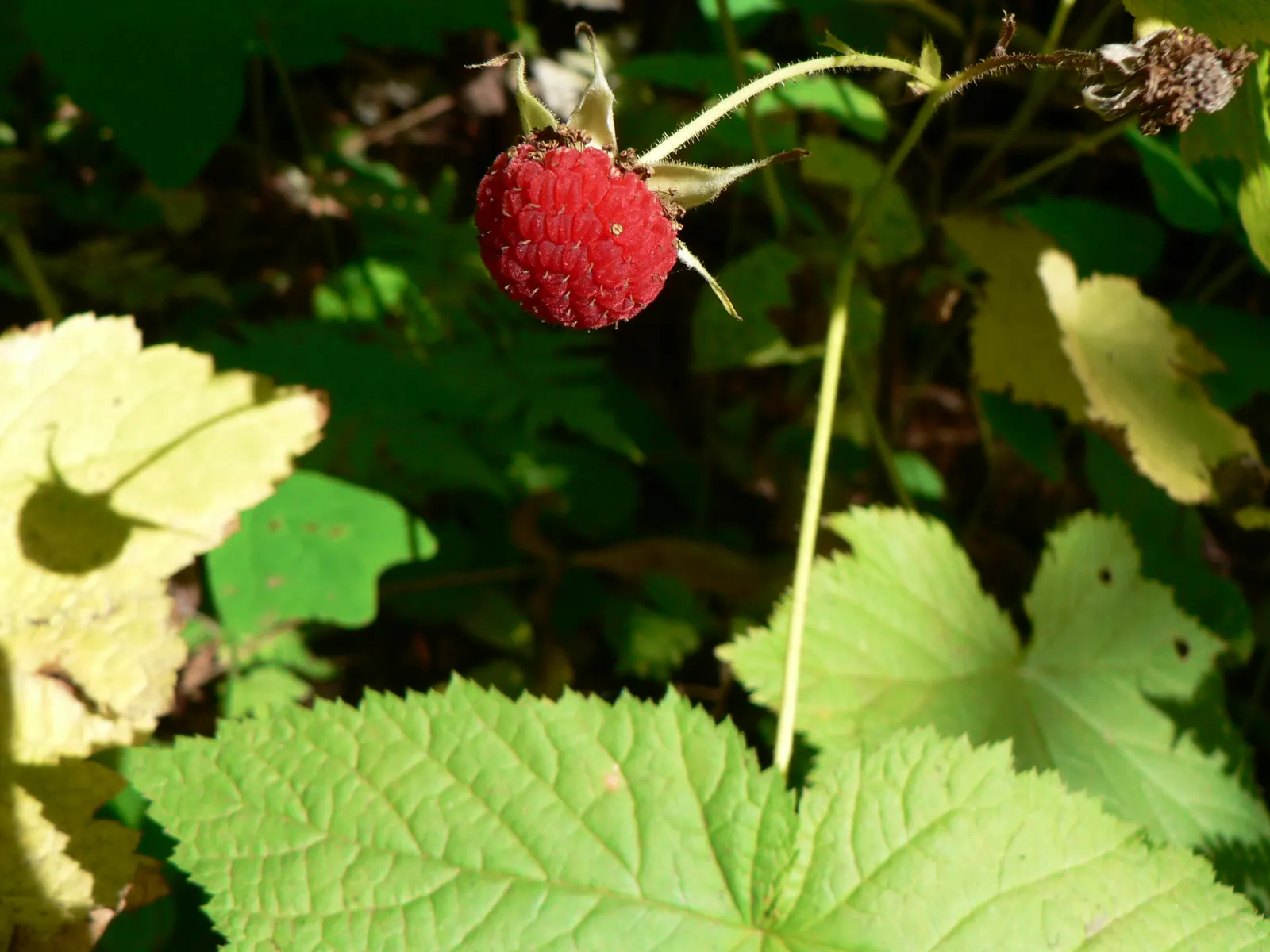 Western Thimbleberry (Rubus Parviflorus) — tangy flavor and are excellent for jams; it's notable for its tolerance of poor soil conditions and, image 89