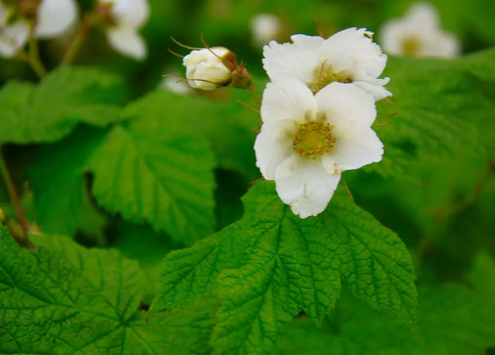 Western Thimbleberry (Rubus Parviflorus) — It's notable for its tolerance of poor soil conditions and attracts pollinators