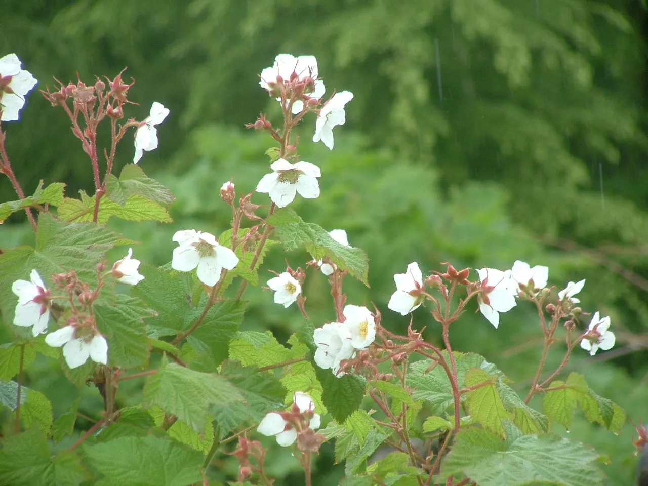 Western Thimbleberry (Rubus Parviflorus) — Ideal for naturalistic plantings and attracting pollinators