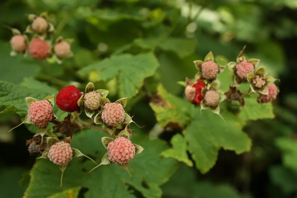 Western Thimbleberry (Rubus Parviflorus) — thriving in USDA zones 4-9; though it can tolerate direct sunlight in cooler climates, image 68