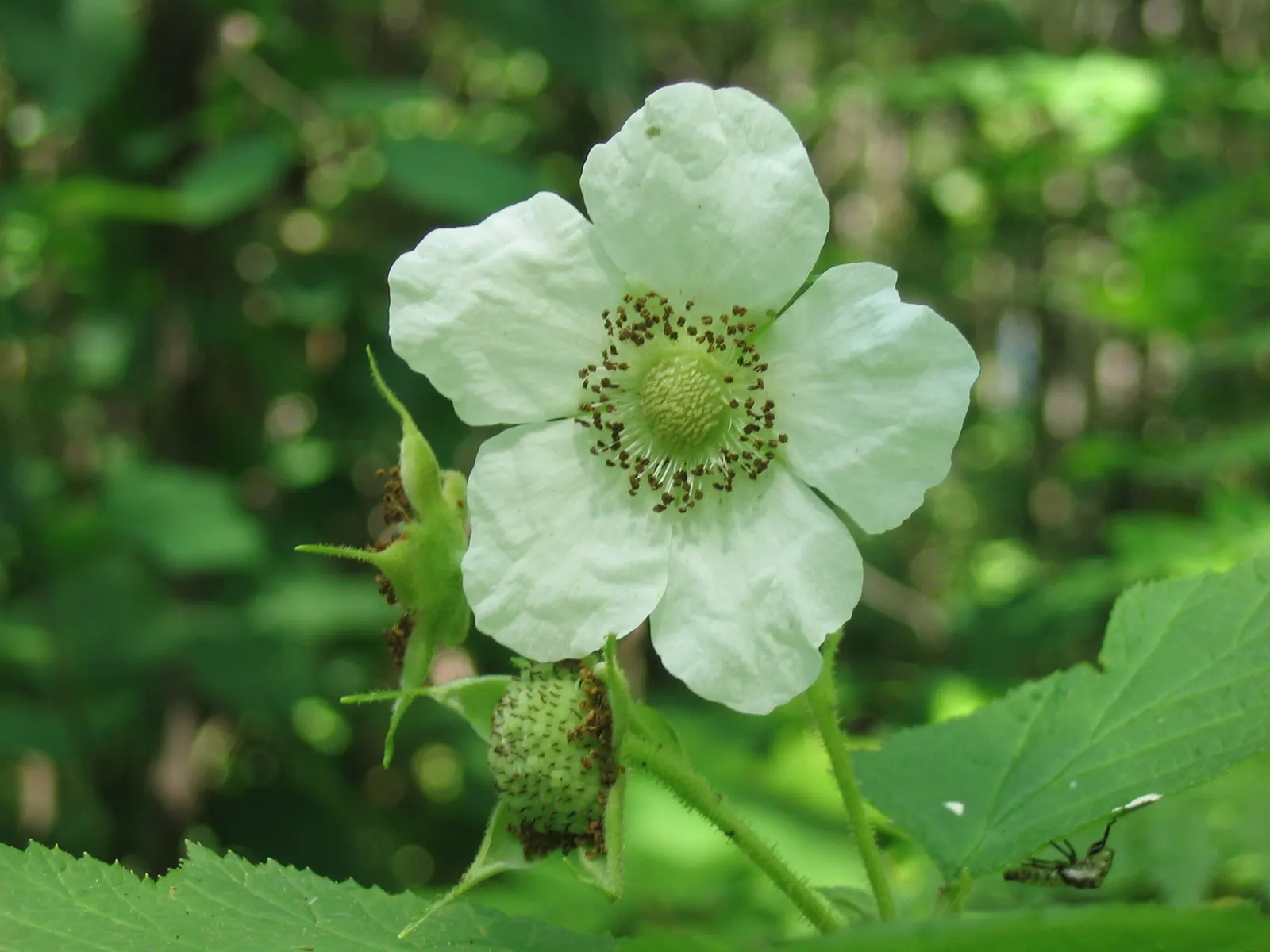 Western Thimbleberry (Rubus Parviflorus) — making it well-suited for use as an understory plant or in informal hedges.<br><br>Its broad