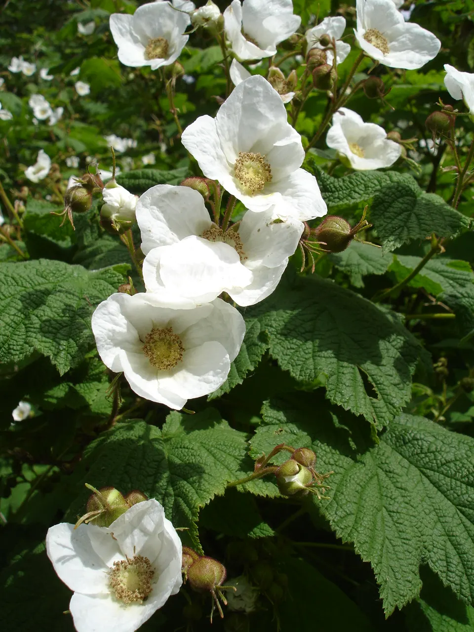 Western Thimbleberry (Rubus Parviflorus) — which are much sought after for their sweet; saucer-shaped flowers with five white petals
