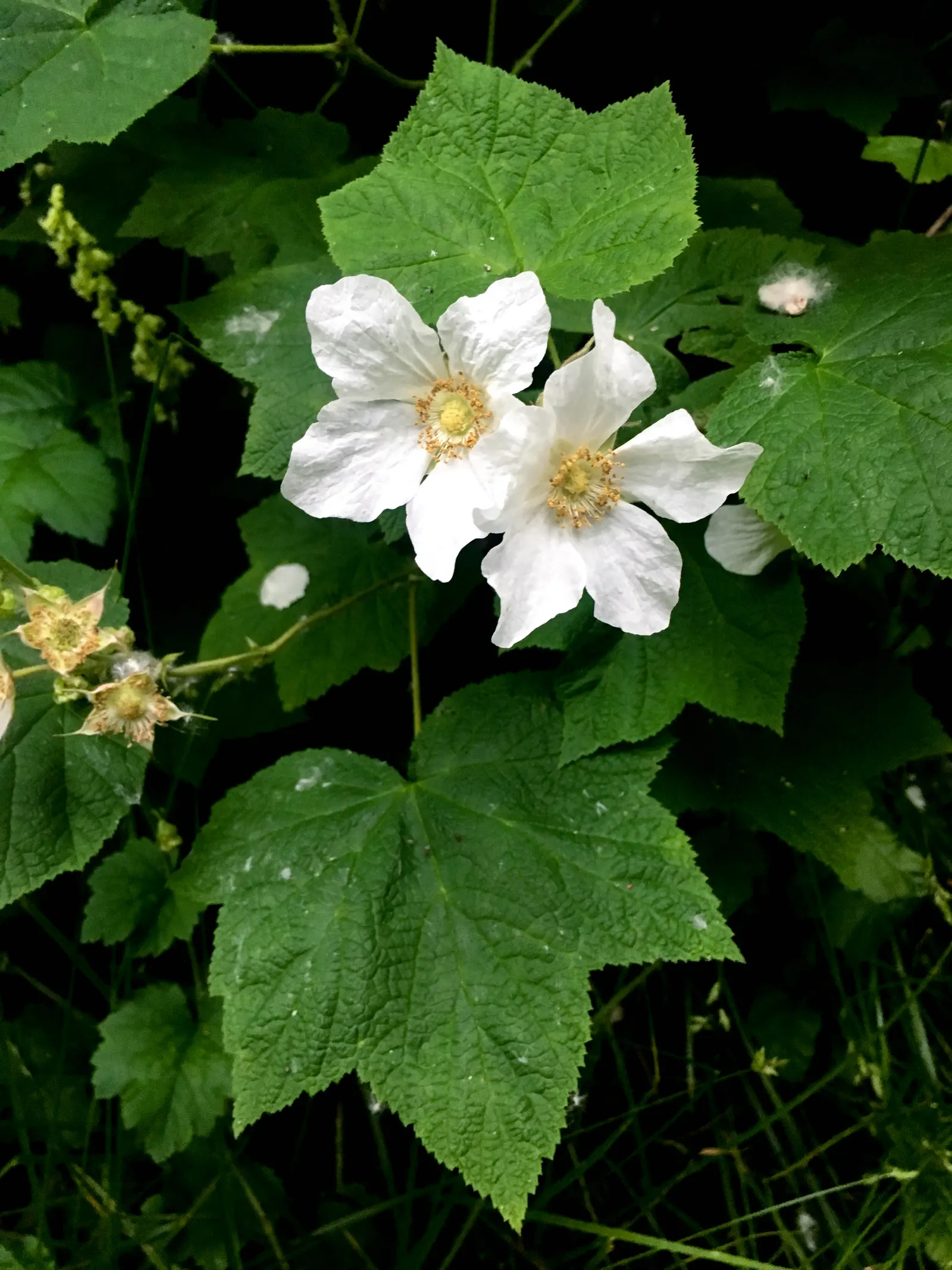 Western Thimbleberry (Rubus Parviflorus) — the Western Thimbleberry typically reaches 3 to 6 feet in height with a similar spread; which are much sought after