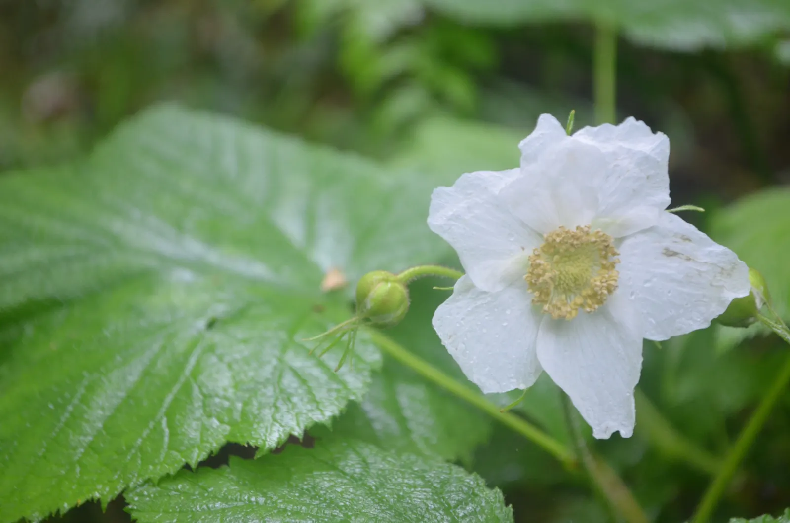 Western Thimbleberry (Rubus Parviflorus) — It reaches 3-8 feet in height with equal spread