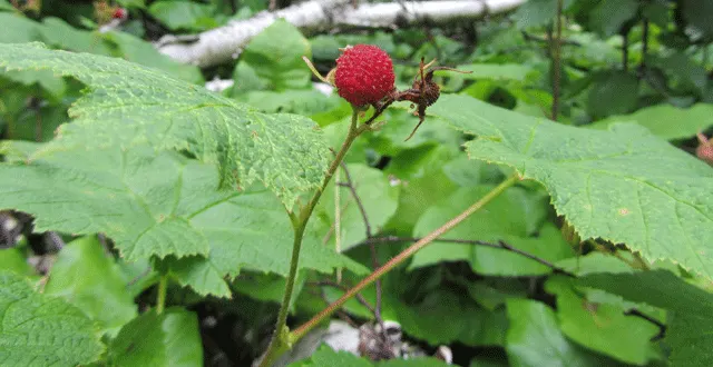 Western Thimbleberry (Rubus Parviflorus) — it produces clusters of 1 to 2-inch wide