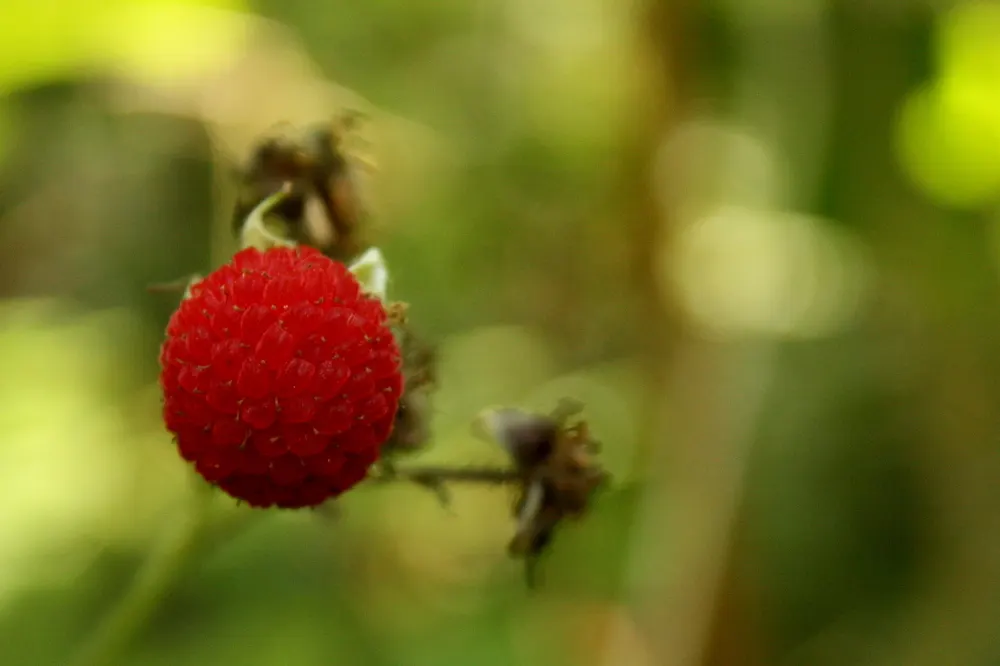 Western Thimbleberry (Rubus Parviflorus) — This versatile shrub flourishes in USDA hardiness zones 4 through 7 and prefers partial to full shade; western