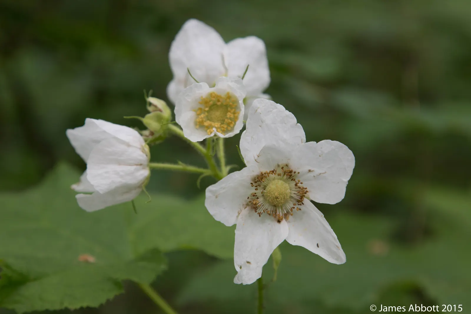 Western Thimbleberry (Rubus Parviflorus) — shrub / vine for full or half or shade