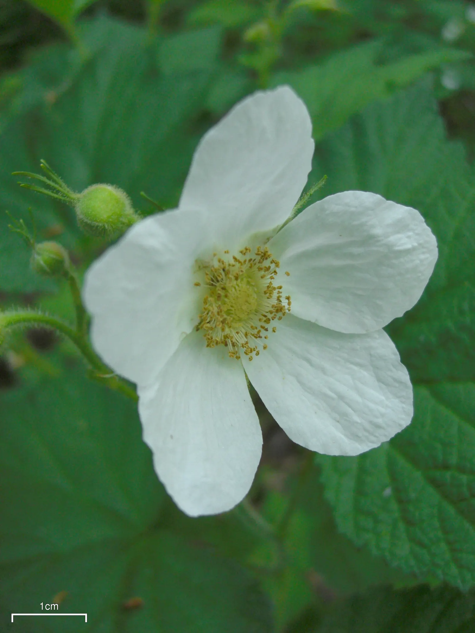 Western Thimbleberry (Rubus Parviflorus) — making it well-suited for use as an understory plant or in informal hedges.<br><br>Its broad; pruning in late winter