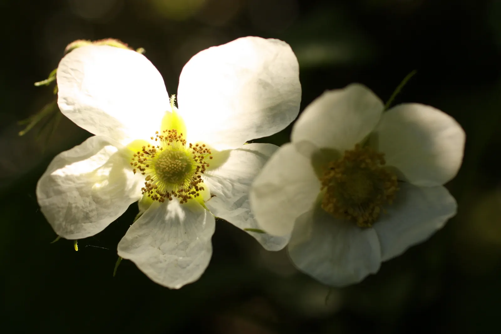 Western Thimbleberry (Rubus Parviflorus) — velvety leaves and delicate white blossoms up to 2 inches across in spring; well-drained soils and can, image 103