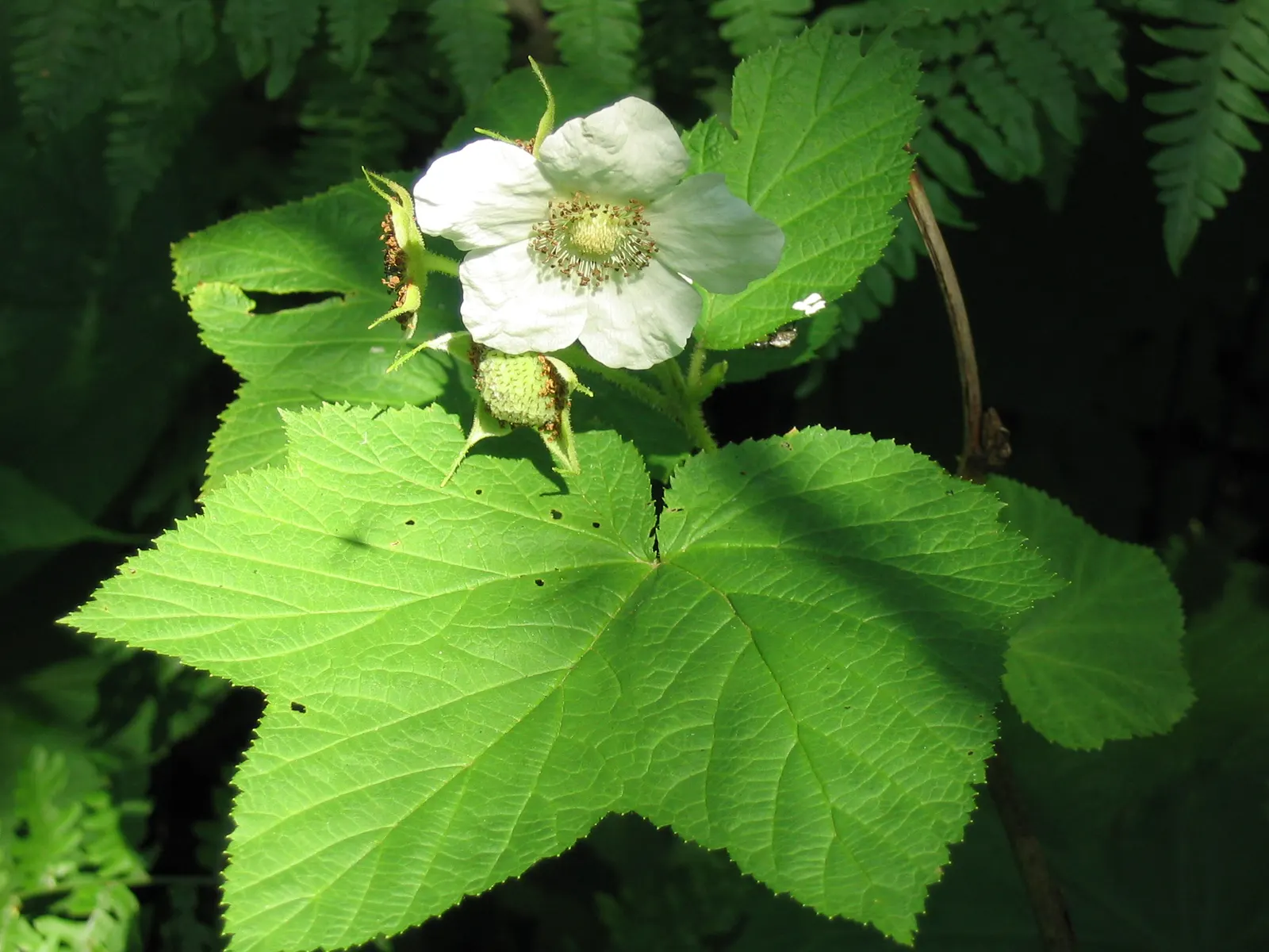 Western Thimbleberry (Rubus Parviflorus) — which are much sought after for their sweet