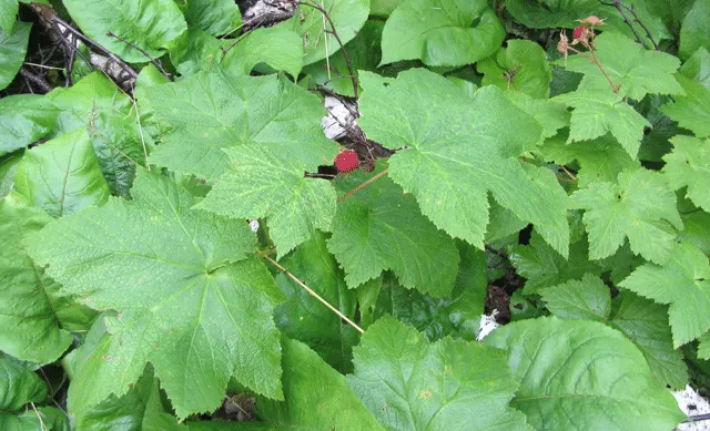 Western Thimbleberry (Rubus Parviflorus) — Prefers partial shade to full sun with moist, well-drained soil