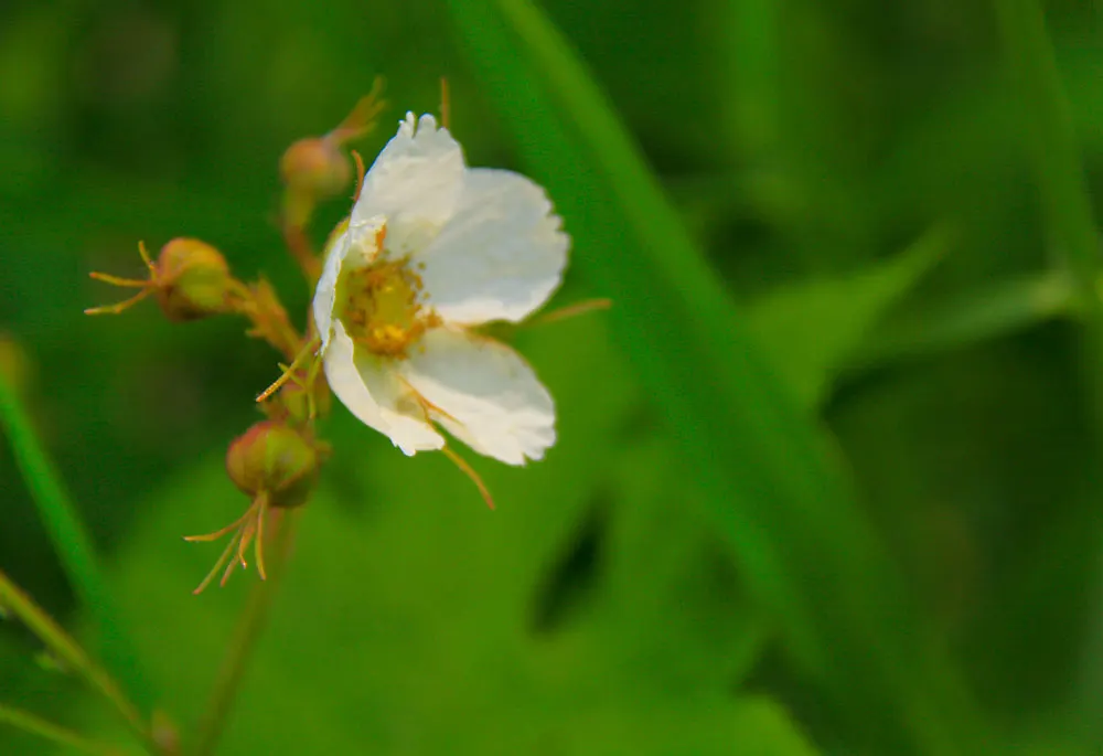 Western Thimbleberry (Rubus Parviflorus) — saucer-shaped flowers with five white petals; white flowers in the garden, image 85