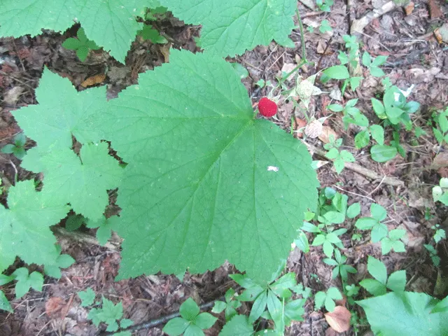 Western Thimbleberry (Rubus Parviflorus) — well-drained soils and can spread by suckers if not managed