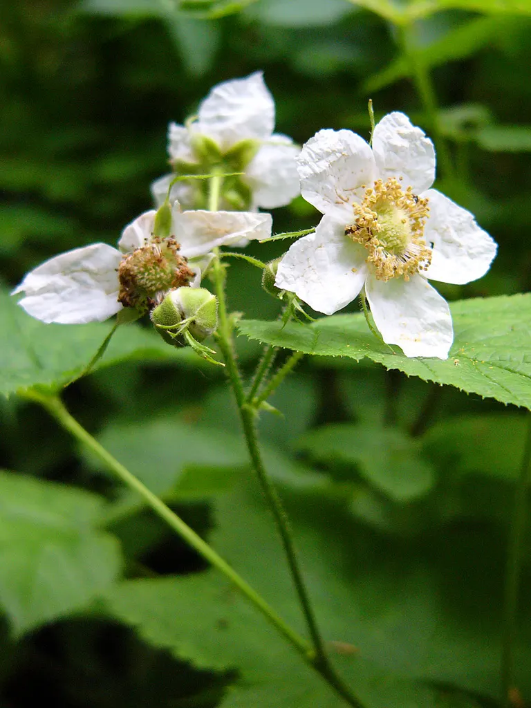 Western Thimbleberry (Rubus Parviflorus) — It's notable for its tolerance of poor soil conditions and attracts pollinators; making it well-suited, image 92