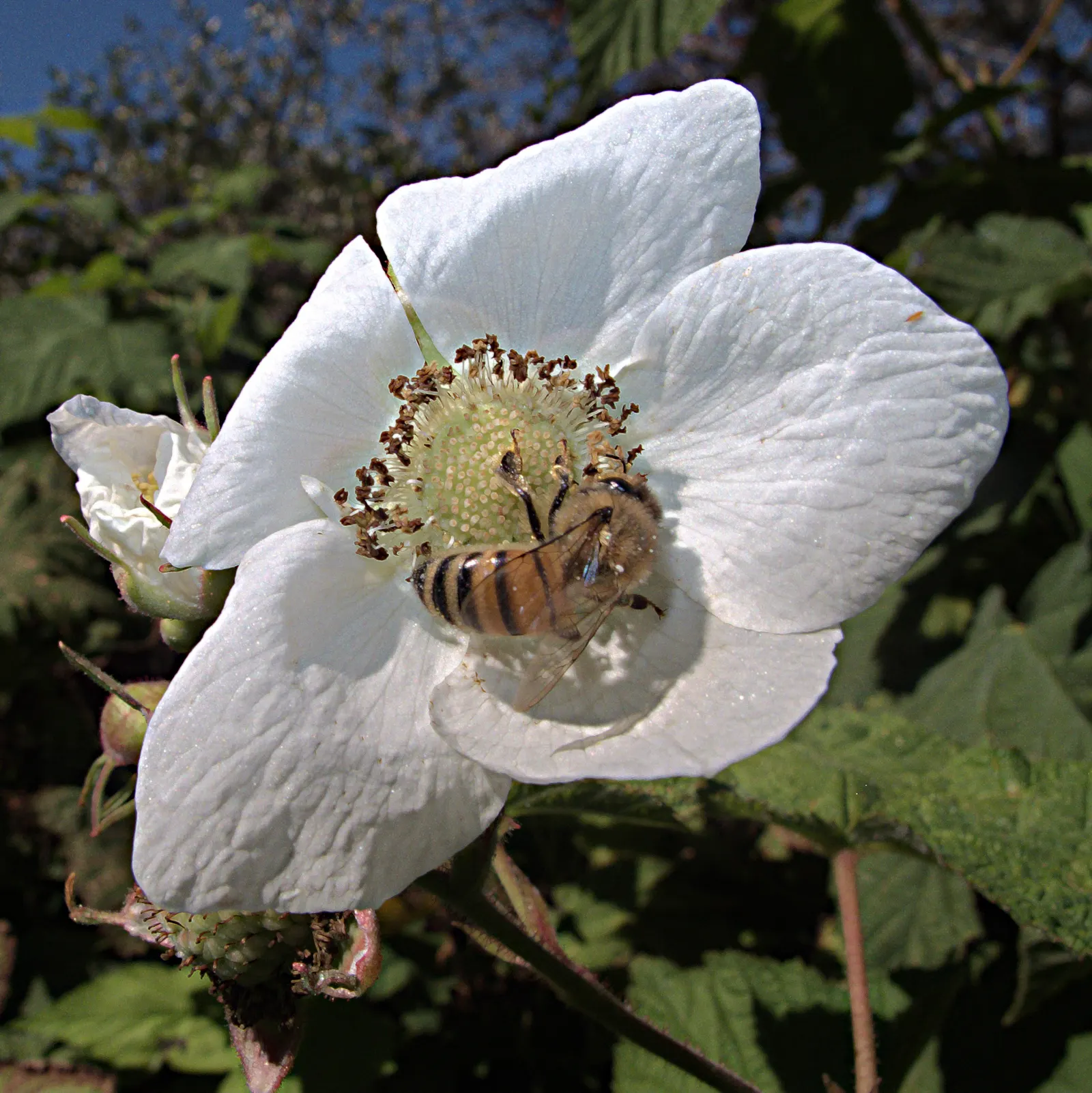 Western Thimbleberry (Rubus Parviflorus) — though it can tolerate direct sunlight in cooler climates; is a deciduous shrub native to North America, image 77