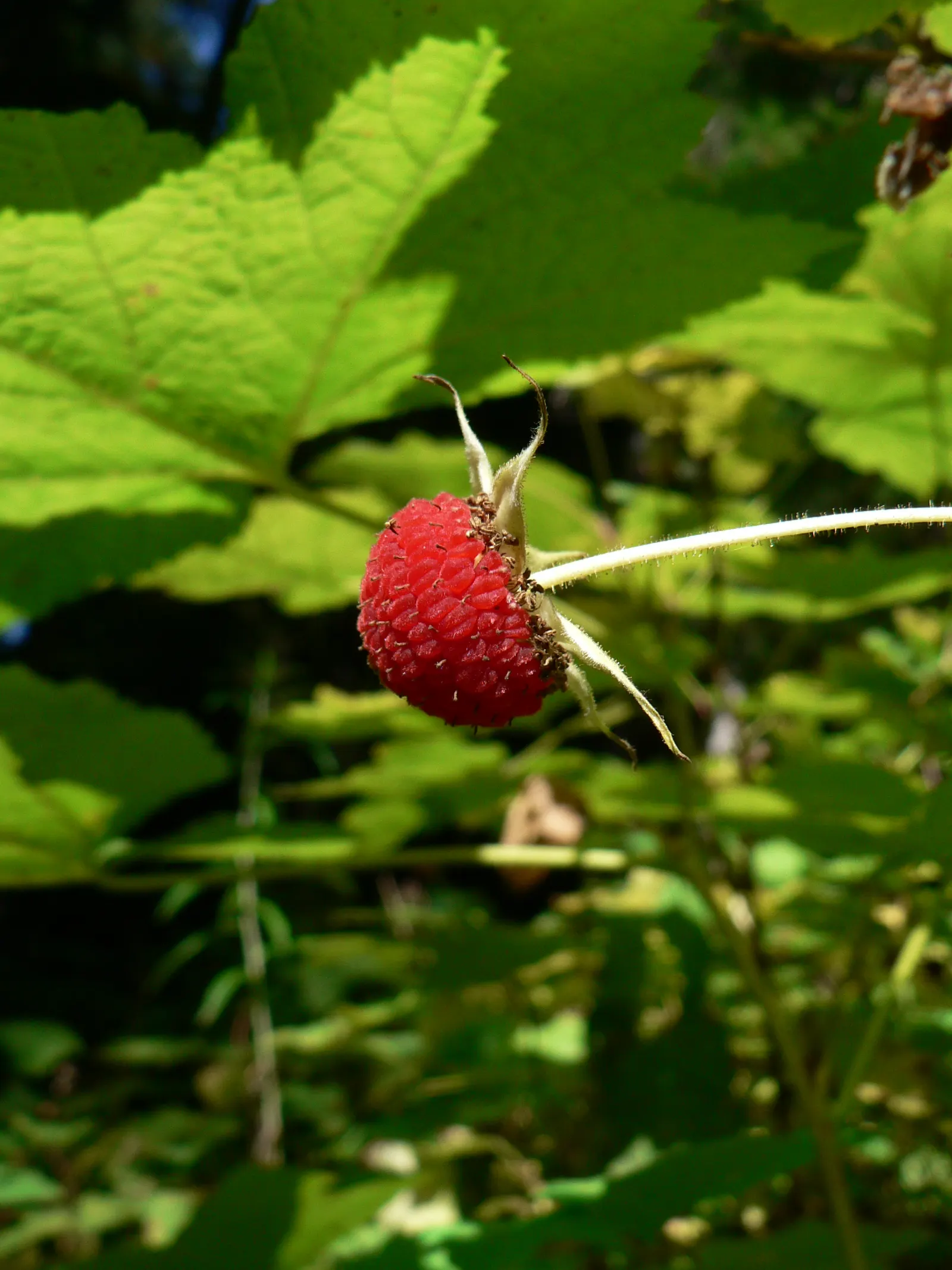 Western Thimbleberry (Rubus Parviflorus) — Edible red berries, resembling thimbles, appear in summer; shrub / vine with white blooms, image 71