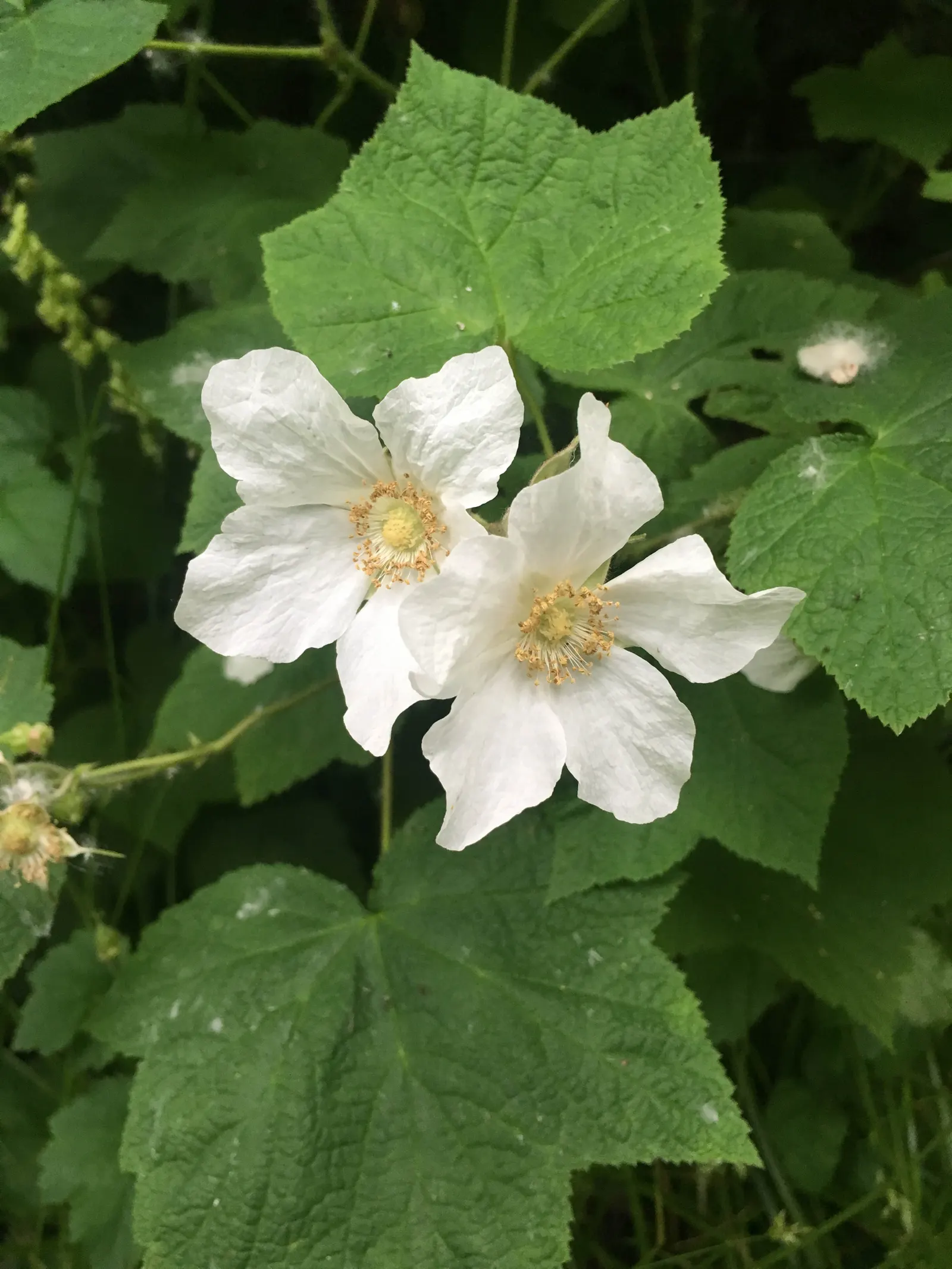 Western Thimbleberry (Rubus Parviflorus) — Pruning in late winter or early spring can help maintain its shape and encourage healthy growth; thriving in USDA