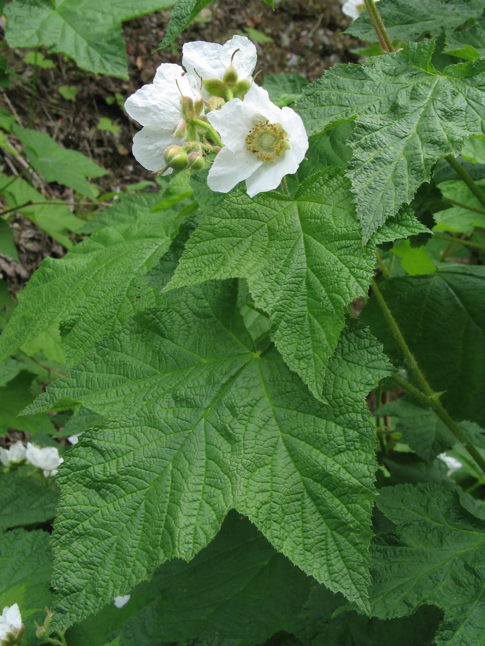 Western Thimbleberry (Rubus Parviflorus) — which are much sought after for their sweet; saucer-shaped flowers with five white petals, image 88