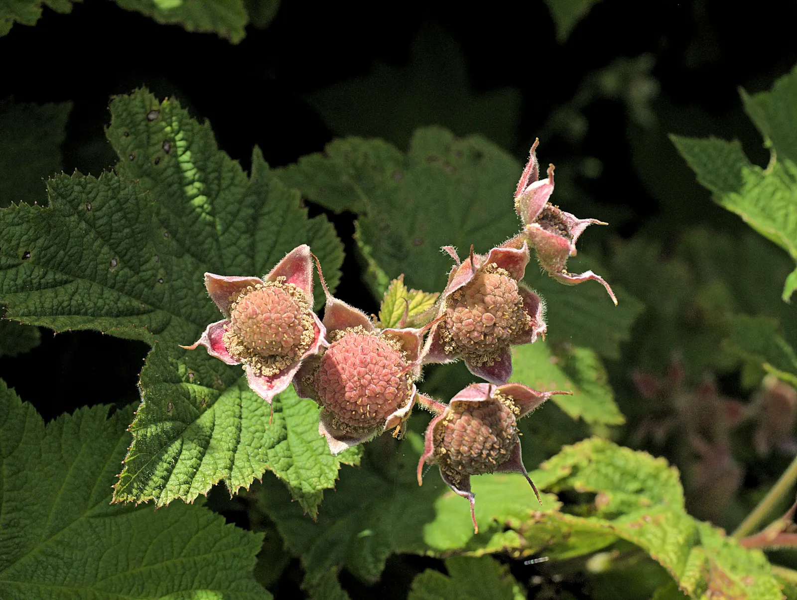 Western Thimbleberry (Rubus Parviflorus) — It reaches 3-8 feet in height with equal spread; it produces clusters of 1 to 2-inch wide, image 102