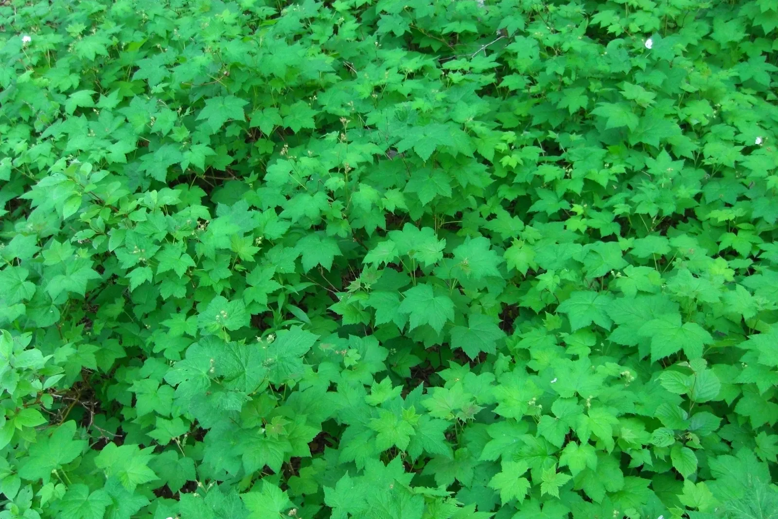 Western Thimbleberry (Rubus Parviflorus) — shrub / vine with white blooms