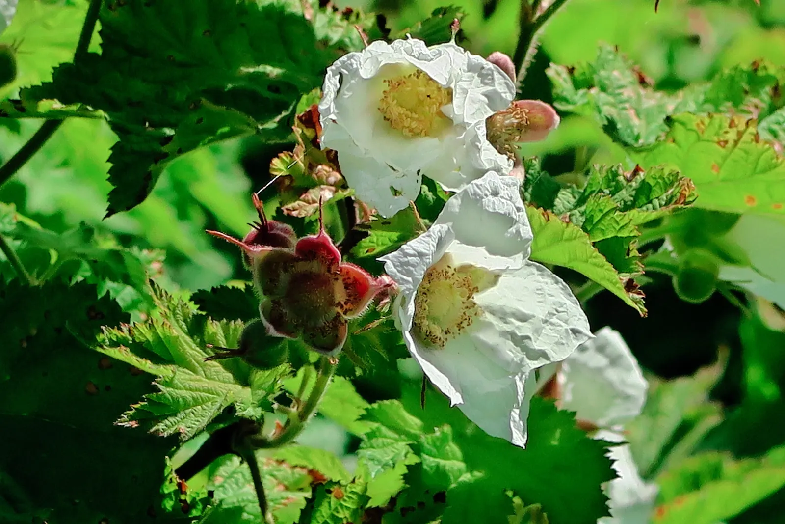 Western Thimbleberry (Rubus Parviflorus) — shrub / vine with white blooms; tangy flavor and are excellent for jams, image 98