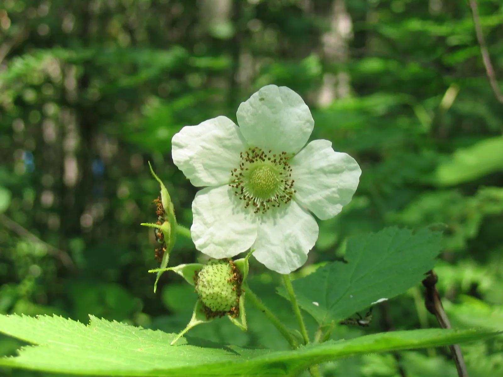 Western Thimbleberry (Rubus Parviflorus) — spanning 4 to 8 inches across; it reaches 3-8 feet in height with equal spread