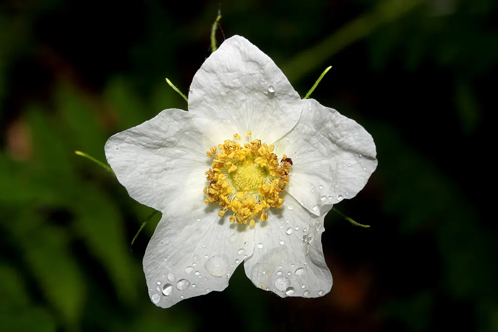 Western Thimbleberry (Rubus Parviflorus) — though it can tolerate direct sunlight in cooler climates; is a deciduous shrub native to North America