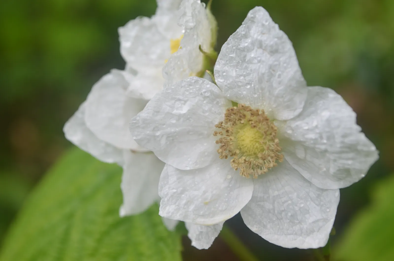 Western Thimbleberry (Rubus Parviflorus) — In the landscape design, consider Western Thimbleberry for its superb wildlife support and rustic charm; celebrated