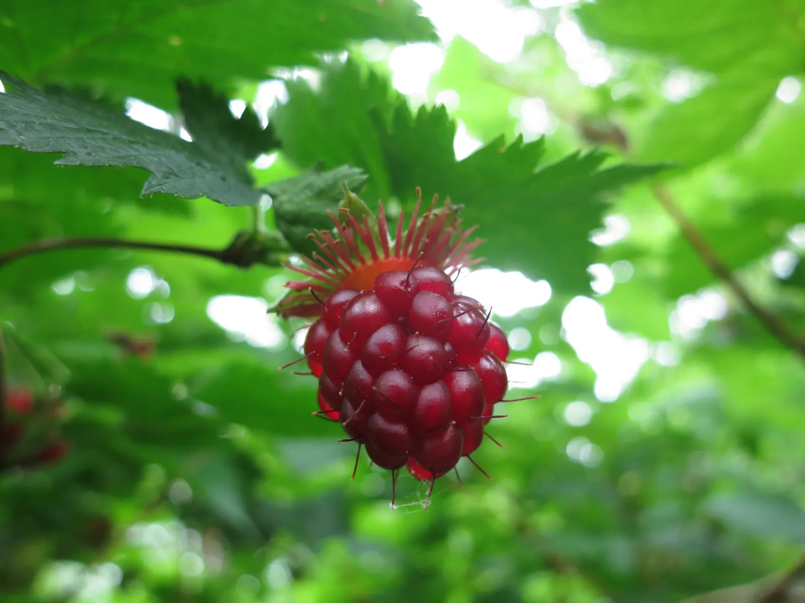 Western Thimbleberry (Rubus Parviflorus) — Ideal for naturalistic plantings and attracting pollinators; the Western Thimbleberry typically reaches, image 106