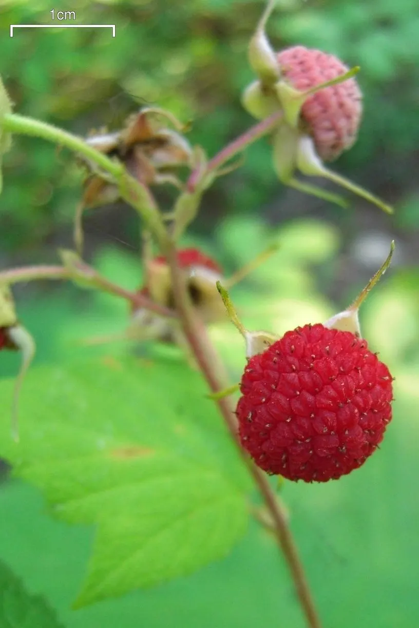 Western Thimbleberry (Rubus Parviflorus) — the Western Thimbleberry typically reaches 3 to 6 feet in height with a similar spread