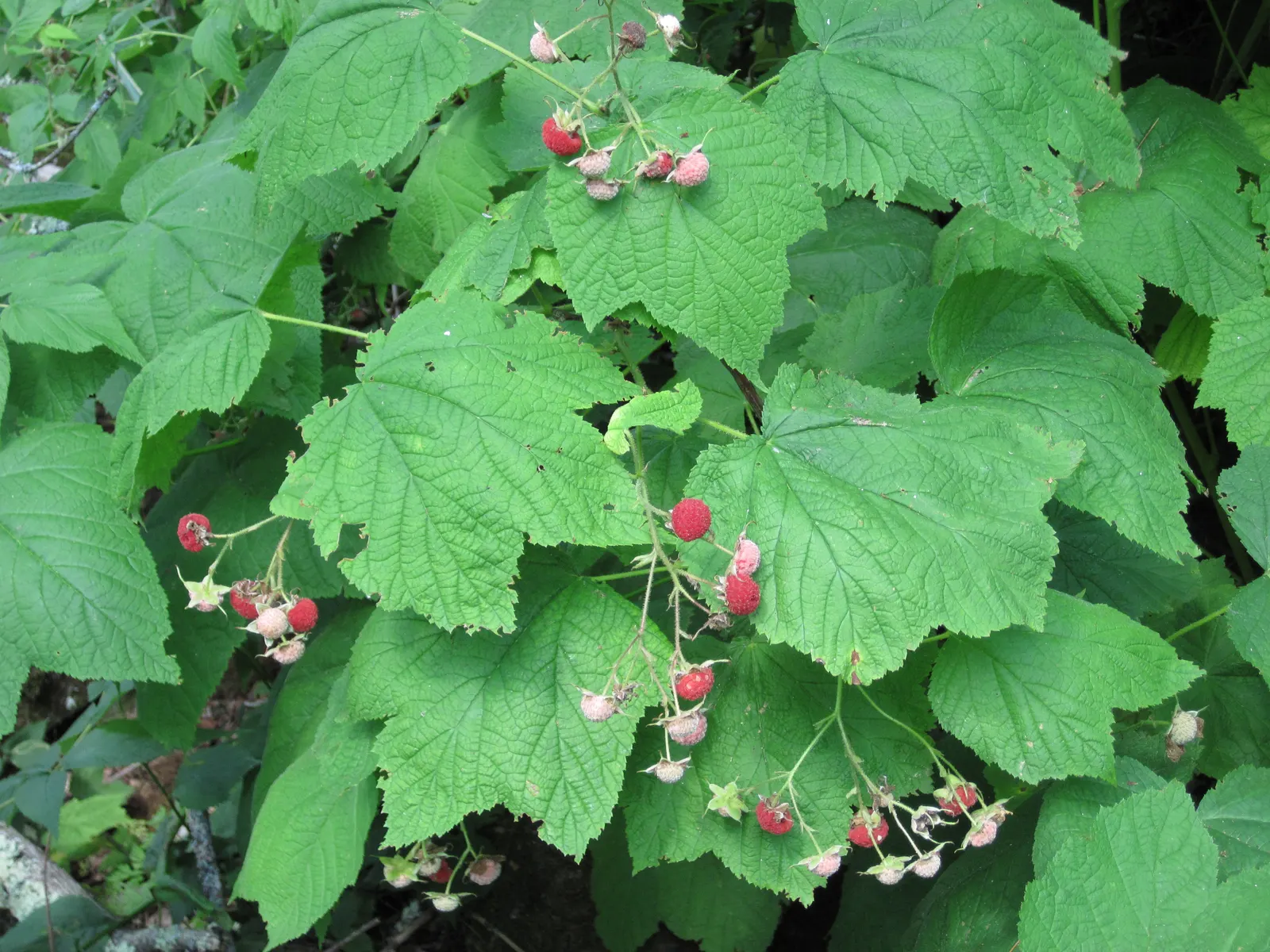 Western Thimbleberry (Rubus Parviflorus) — tangy flavor and are excellent for jams; it's notable for its tolerance of poor soil conditions and attracts