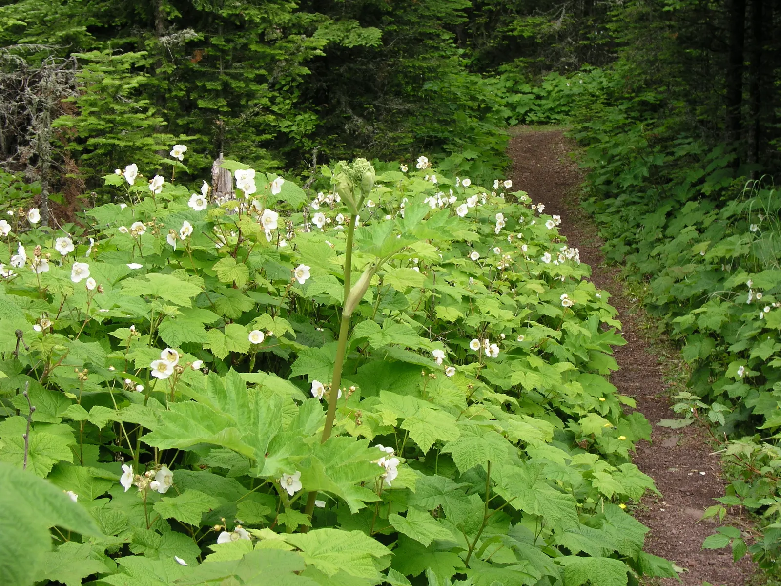 Western Thimbleberry (Rubus Parviflorus) — adding ecological value to your garden, image 61