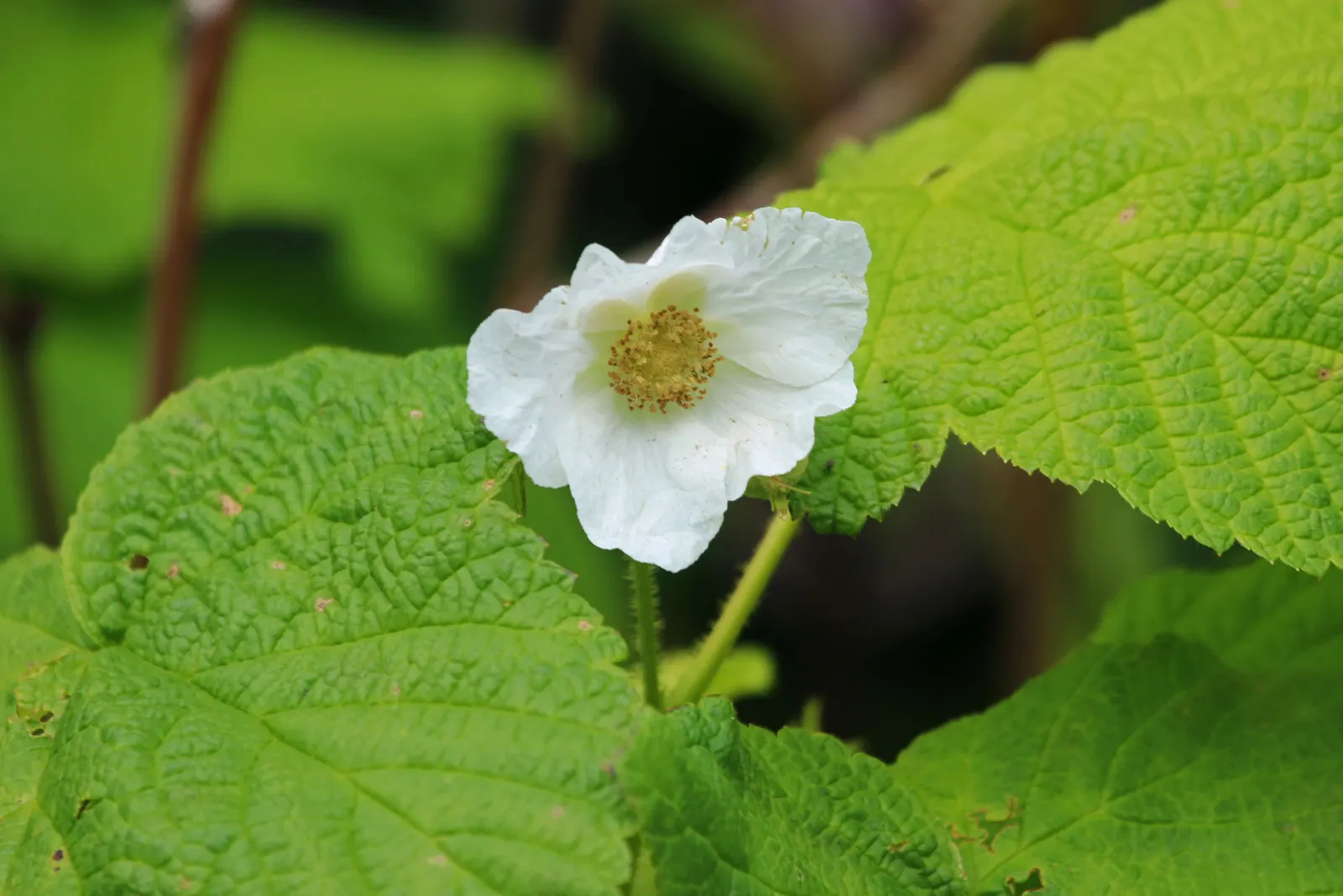Western Thimbleberry (Rubus Parviflorus) — Edible red berries, resembling thimbles, appear in summer; shrub / vine with white blooms