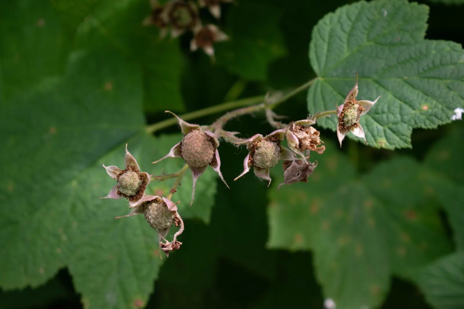 Western Thimbleberry (Rubus Parviflorus) — velvety leaves and delicate white blossoms up to 2 inches across in spring