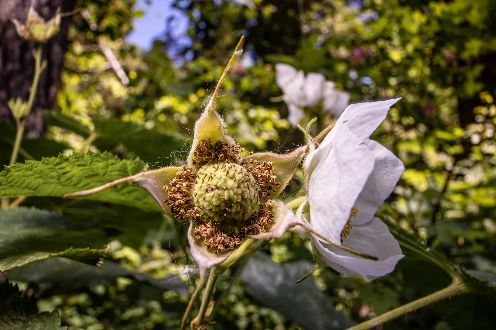 Western Thimbleberry (Rubus Parviflorus) — offering a delicate contrast to the foliage; edible red berries, resembling thimbles, appear in summer, image 86