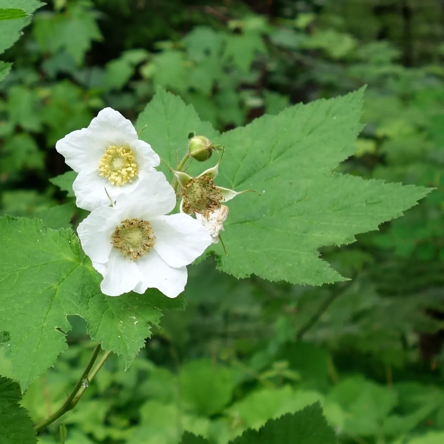 Western Thimbleberry (Rubus Parviflorus) — is a deciduous shrub native to North America