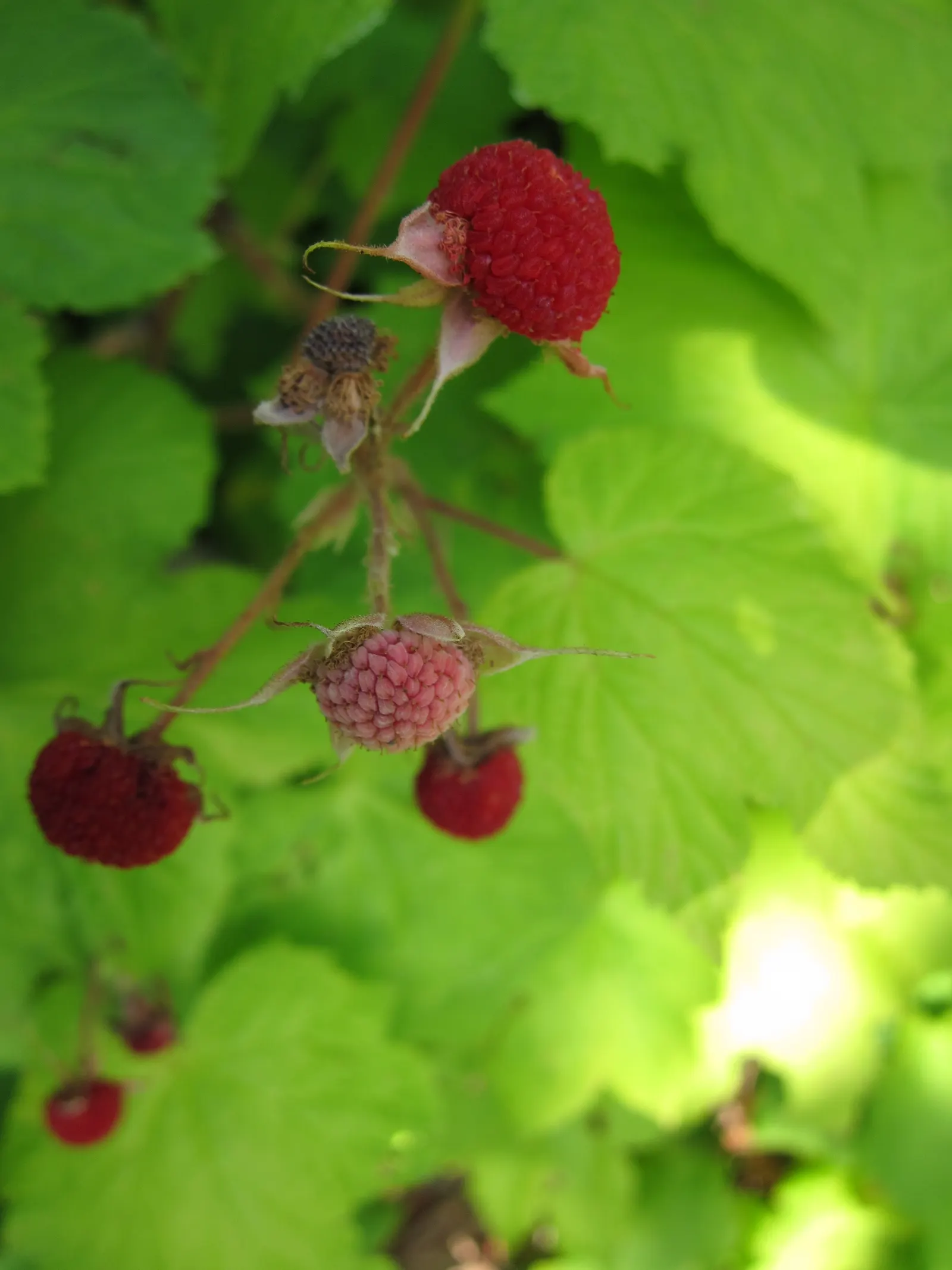 Western Thimbleberry (Rubus Parviflorus) — In spring to early summer